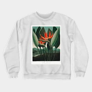 Bird of Paradise Antique Botanical Illustration Crewneck Sweatshirt